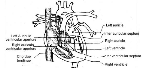 2167_internal structure of the heart of man.png